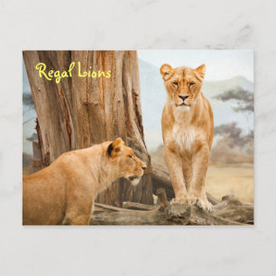 Cartão postal Regal Lions