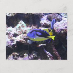 Cartão Postal Regal Tang & Emperor Angelfish