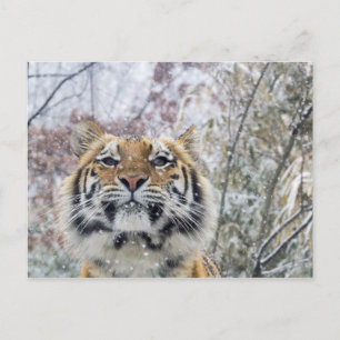 Cartão Postal Regal Tiger em neve