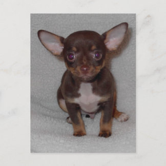 Cartão Postal Regra 1 de Chihuahua