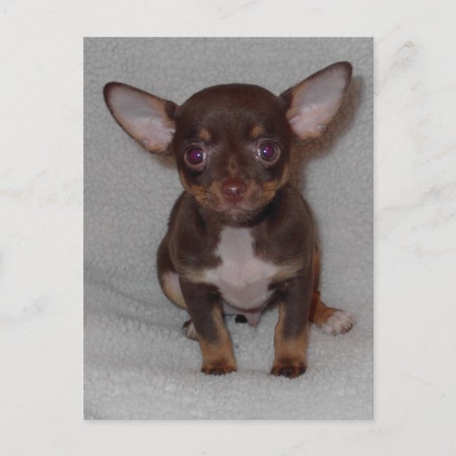 Cartão Postal Regra 1 de Chihuahua (Frente)