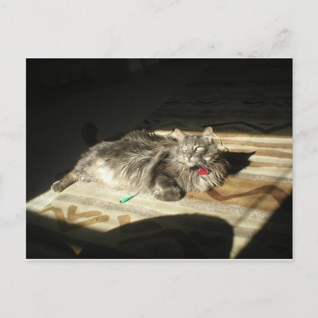 Cartão Postal Regra de Gatos legal (Frente)