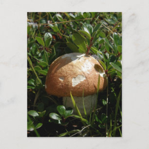 Cartão Postal Rei Boletus Mushroom, Ilha de Unalaska