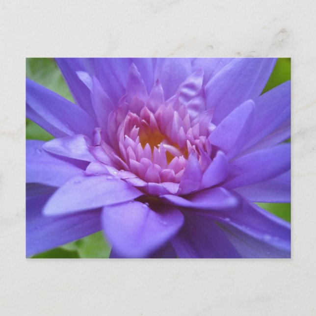 Cartão Postal Rei de Sião (Frente)