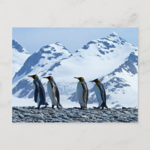 Cartão Postal Rei Pinguins na Geórgia do Sul