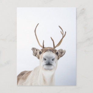 Cartão Postal Reindeer