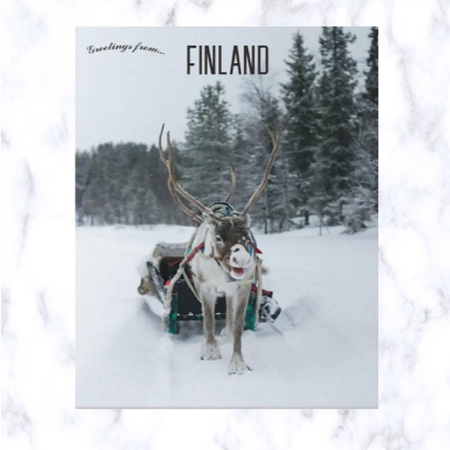 Cartão Postal Reindeer em Kittilä Lapland Finlândia (Criador carregado)