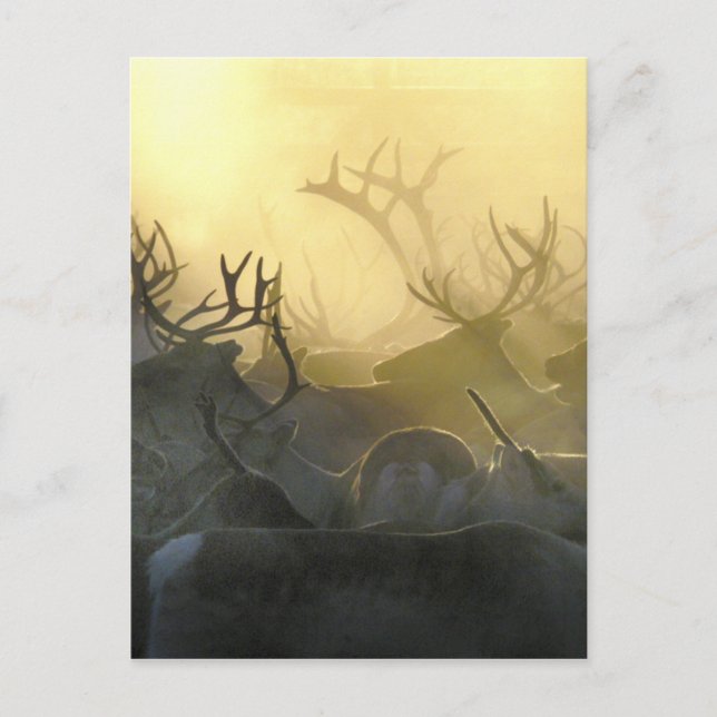 Cartão Postal Reindeer Herd (Frente)