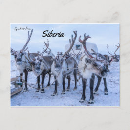 Cartão Postal Reindeer na Sibéria