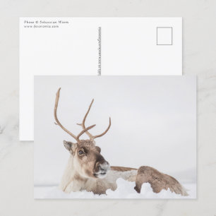 Cartão Postal Reindeer Nature Photo
