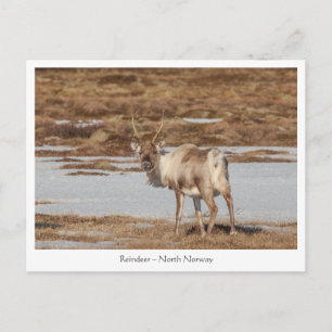 Cartão Postal Reindeer Nature Photo