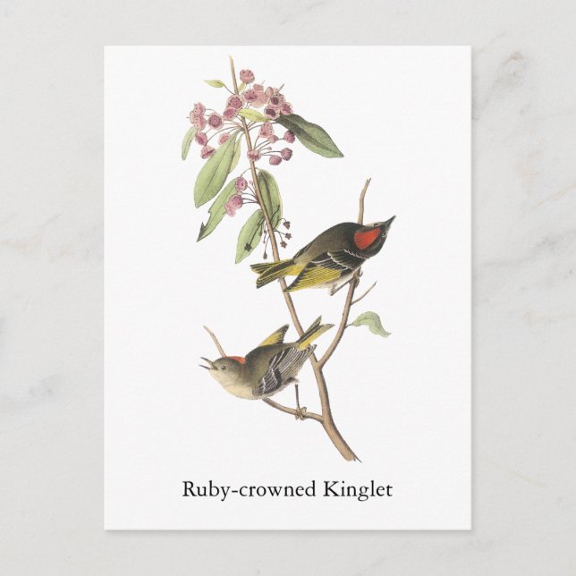 Cartão Postal Reino coroado de Ruby, John Audubon (Frente)