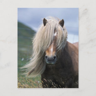 Cartão Postal Reino Unido, Escócia, ilhas Shetland, pônei Shet