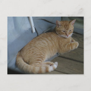 Cartão Postal Relaxando Gato