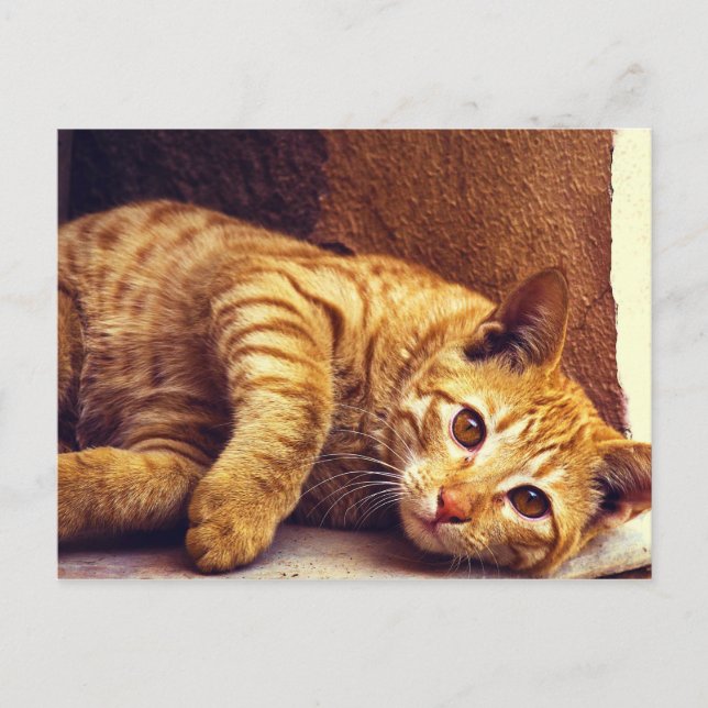 Cartão Postal Relaxando Gato Laranja (Frente)