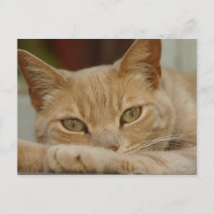Cartão Postal Relaxante de gato.