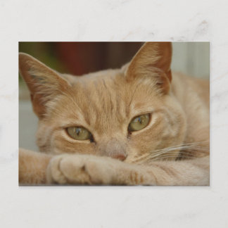 Cartão Postal Relaxante de gato.