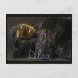 Cartão Postal Relaxe A Placa De Posto Com Urso Dormindo