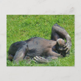 Cartão Postal Relaxing Chimpanzee - Postcard