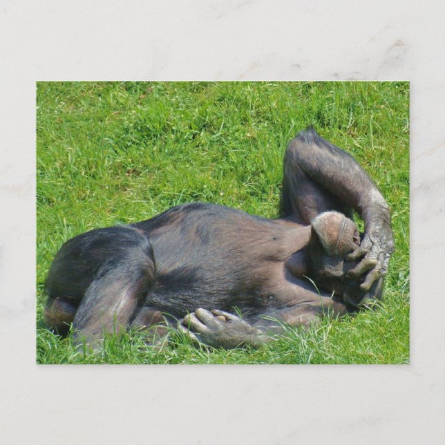 Cartão Postal Relaxing Chimpanzee - Postcard (Frente)
