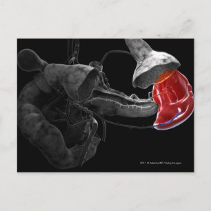 Cartão Postal Renderização artística 3d do baço