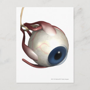 Cartão Postal Renderização realista dos músculos dos olhos