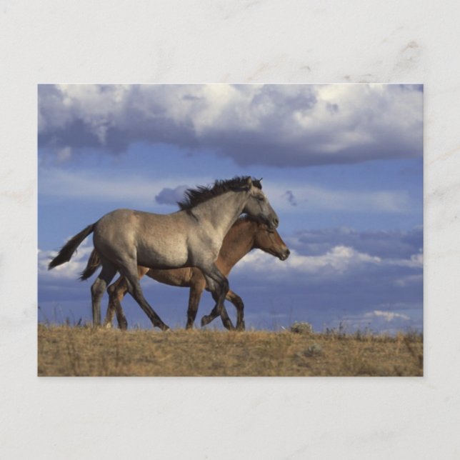 Cartão Postal Renovações em Execução (Frente)