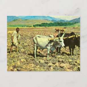 Cartão Postal Réplica Etiópia Vintage, Bois puxando arado