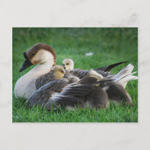 Cartão Postal Repouso