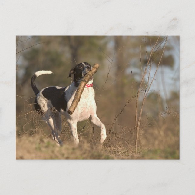 Cartão Postal Reproduzindo busca (Frente)