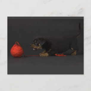 Cartão Postal Reproduzindo Puppy 3