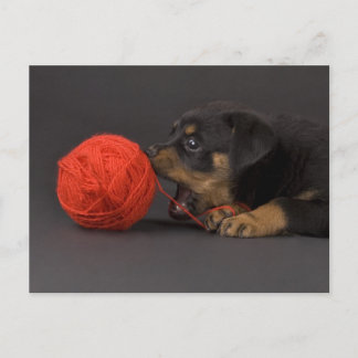 Cartão Postal Reproduzindo Puppy 4