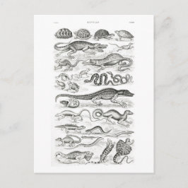 Cartão Postal Répteis de Oliver Goldsmith - arte safra