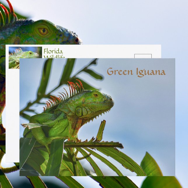 Cartão Postal Réptil Iguana Verde em Fotografia Selvagem (Criador carregado)