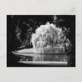 Cartão Postal Reserva Bloedel