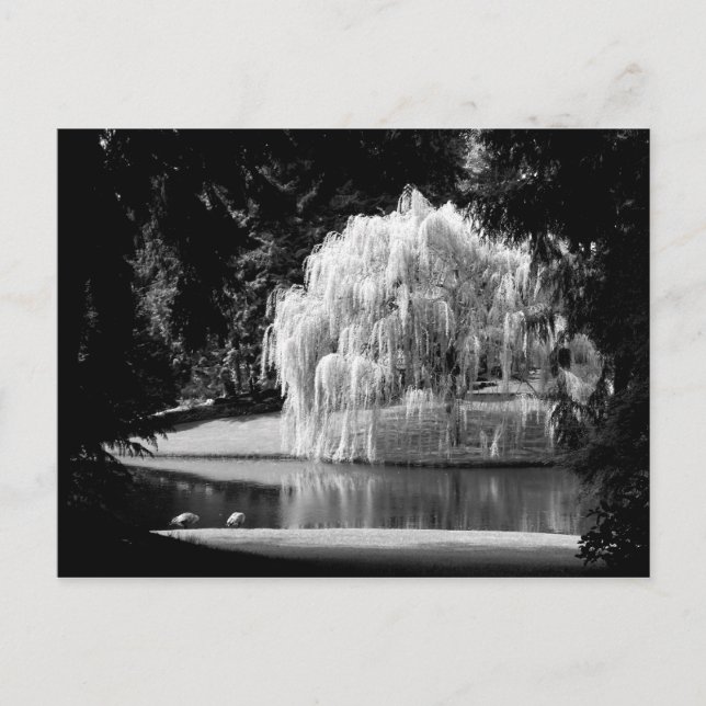 Cartão Postal Reserva Bloedel (Frente)