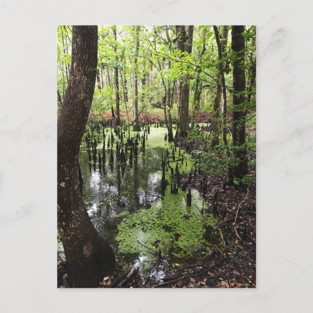 Cartão Postal reserva costeira de santeve (Frente)