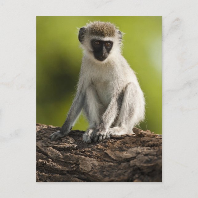 Cartão Postal Reserva de Jogo Samburu, Quénia, Macaco Vervet, (Frente)