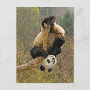 Cartão Postal Reserva de Pandas Wolong, China, 2 1/2 anos de ida