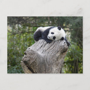 Cartão Postal Reserva de Wolong, China, Panda bebê dormindo