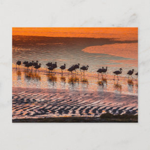 Cartão Postal Reserva Nacional de Fauna Andina Eduardo Abaroa