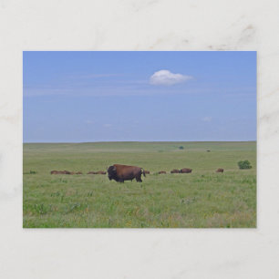 Cartão Postal Reserva Nacional de Tallgramínea Prairie - Kansas