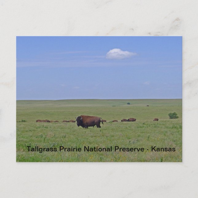Cartão Postal Reserva Nacional de Tallpopular Prairie - Kansas (Frente)