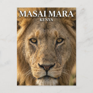 Cartão Postal Reserva Nacional Masai Mara, Quênia