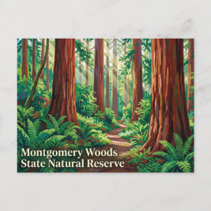 Cartão Postal Reserva Natural Estadual Montgomery Woods Califórn