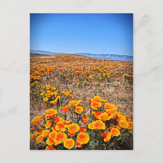 Cartão Postal Reserva Poppy de Antelope Valley California