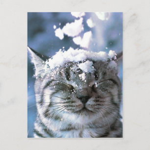 Cartão Postal Respingo da neve do gato de gato malhado