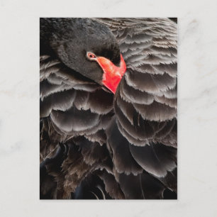Cartão Postal Restauração do cisne negro