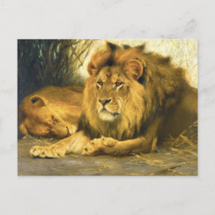 Cartão Postal Resting Lions de Wilhelm Kuhnert