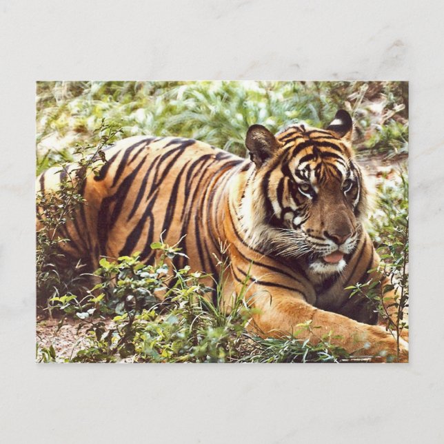 Cartão Postal Resting Sumatran Tiger Postcard (Frente)